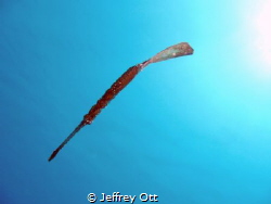 Had a brainwave for unique shot of Ghostpipefish when on ... by Jeffrey Ott 